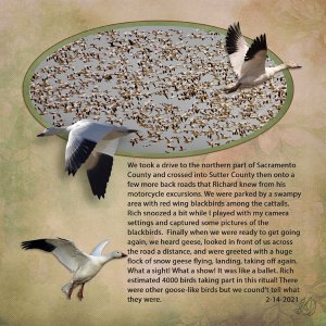 Snow Geese Flock