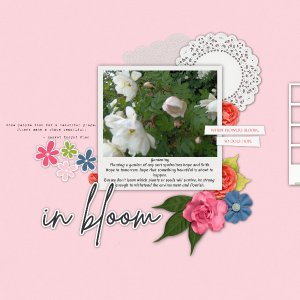 in_bloom6
