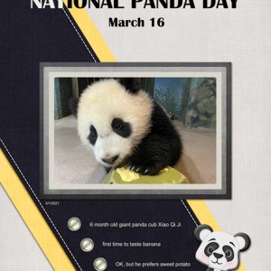 National Panda Day March 16