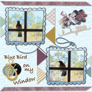 Blue Bird on my Window