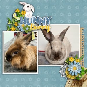 Hunny Bunny