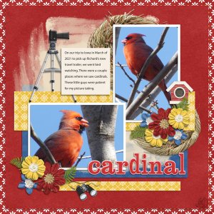 cardinal