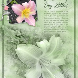 Re-Blooming Day Lillies