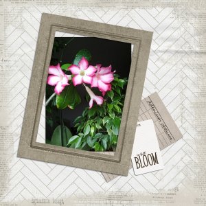 In full bloom