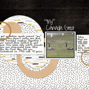 "My" Canada Geese