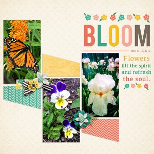 bloom
