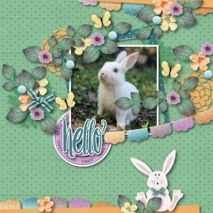 Hello bunny