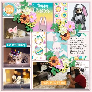 Bunny Tabby