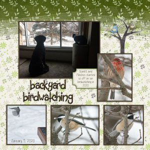 backyard birds