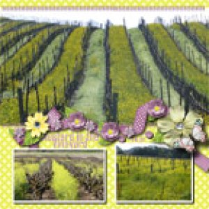 Mustard in the Vineyard
