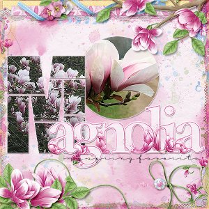 Magnolia