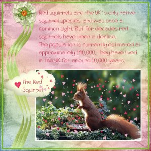 The Red Squirrel