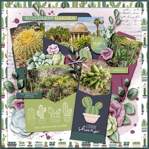 Succulent Garden