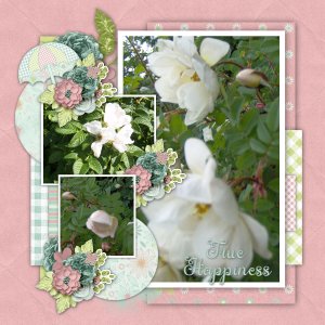 Summer roses