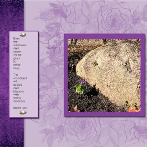 Crocus