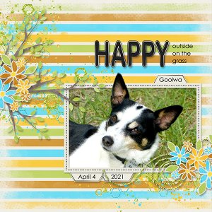 Happy Dog