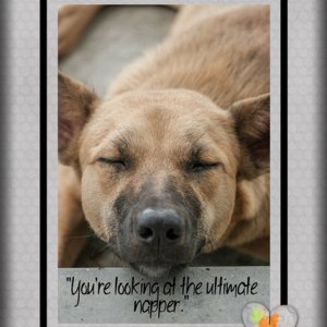 Ultimate Napper