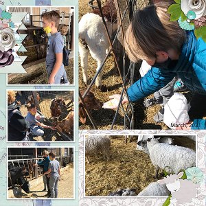 Animals at the Dairy RHS