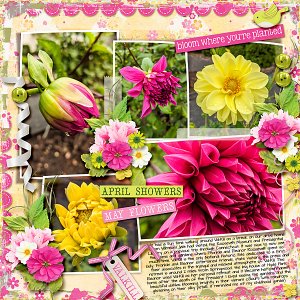 Dahlias - In Flower