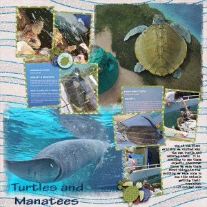 Turtles and Manatees at Mote Marine Sarasota