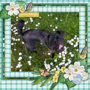 Spring Birds Kit