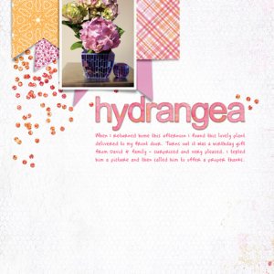 Hydrangea