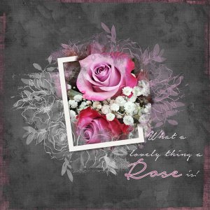 A Rose