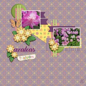 azaleas