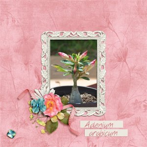 Desert Rose