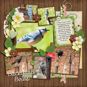Backyard Birds