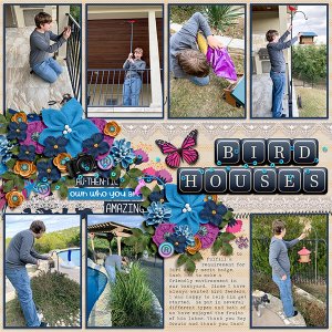 Bird House Building