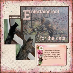 Entertainment for the Cats