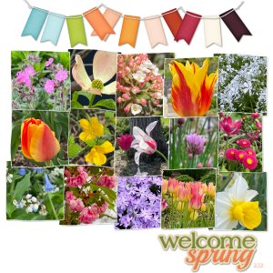Spring Beauty at the Wellfield Page 2