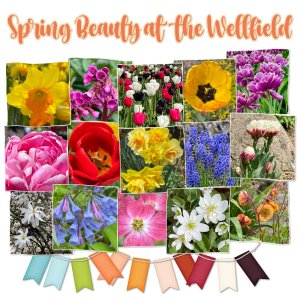 May 2021 Font Challenge: Spring Beauty at the Wellfield Page 1