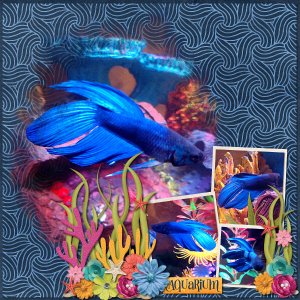 Phin