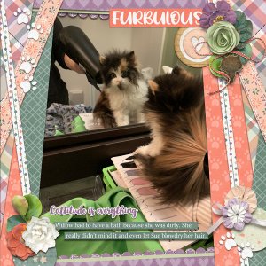 May 2021 Template Bundle - Cattitude