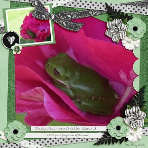 Frog in my rose