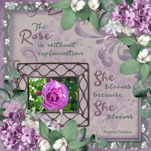 The Rose is without explanation ...