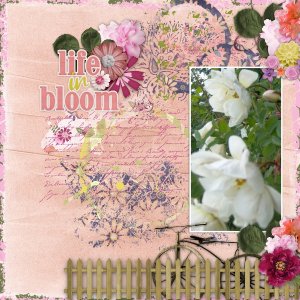 Bloom