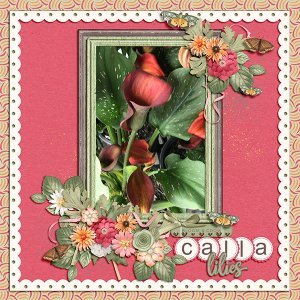 Cala Lilies