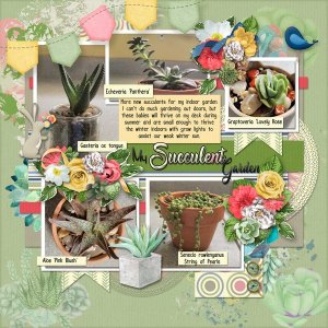 Succulent garden