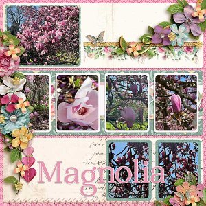 magnolia-copy