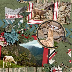 camelids