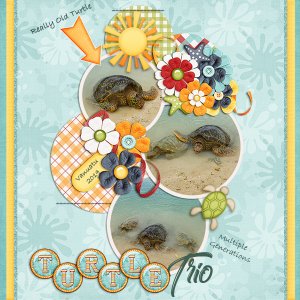 Turtle Trio