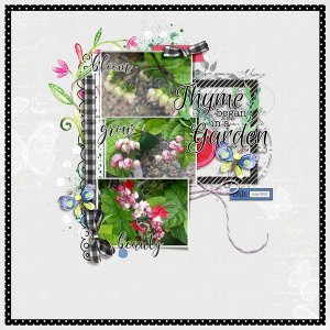 Garden Thyme