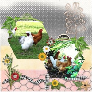 Neighborhood chickens