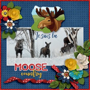 Moose-country