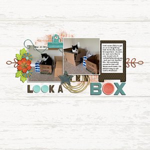 Look a Box - May Mojo Color