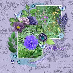 Wildflowers