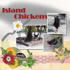 Island Chickens